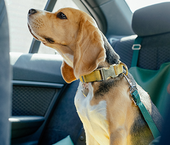 Prendre soin de son chien en voiture